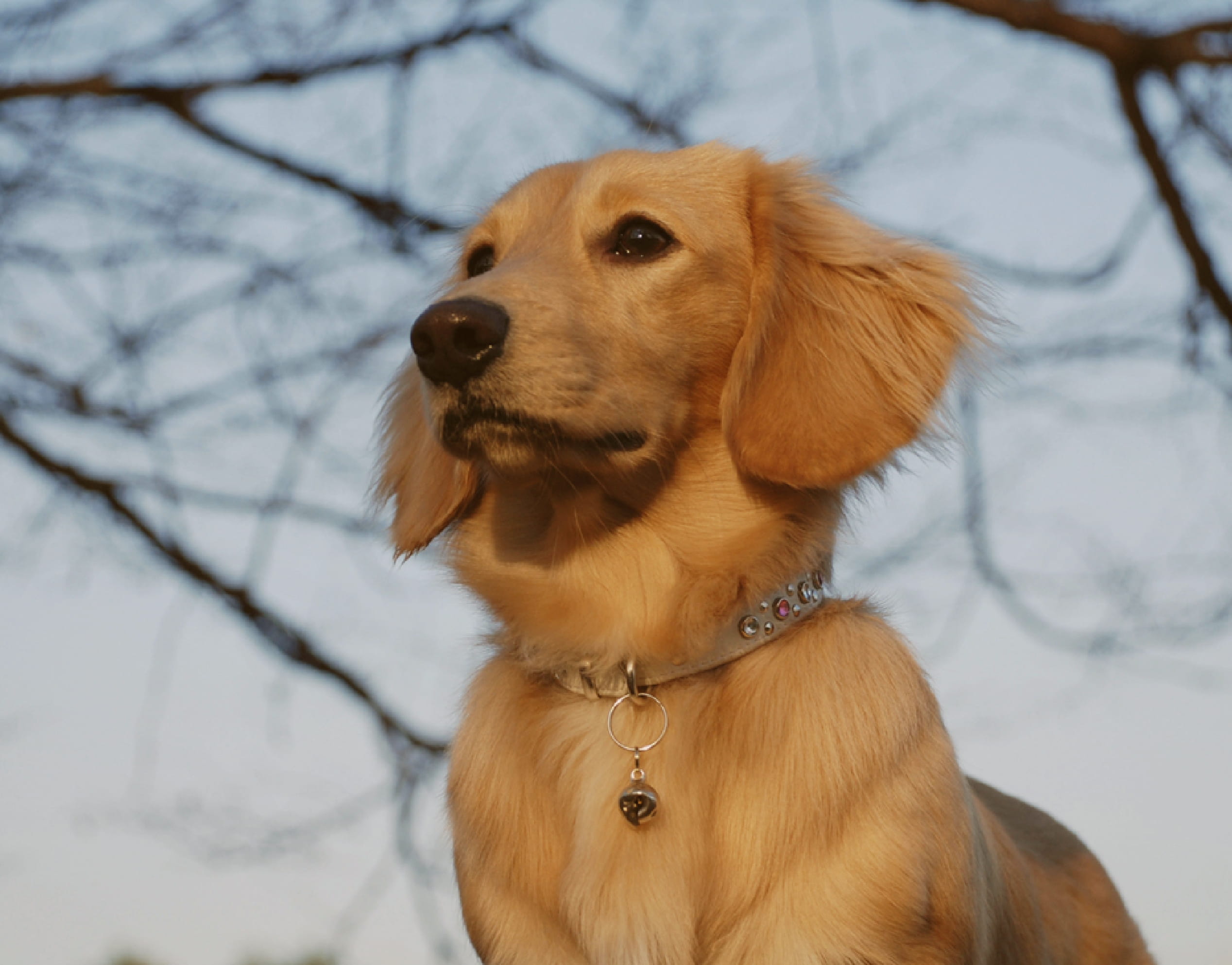 犬の写真